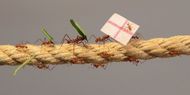 Leaf cutter ants predict England outcome